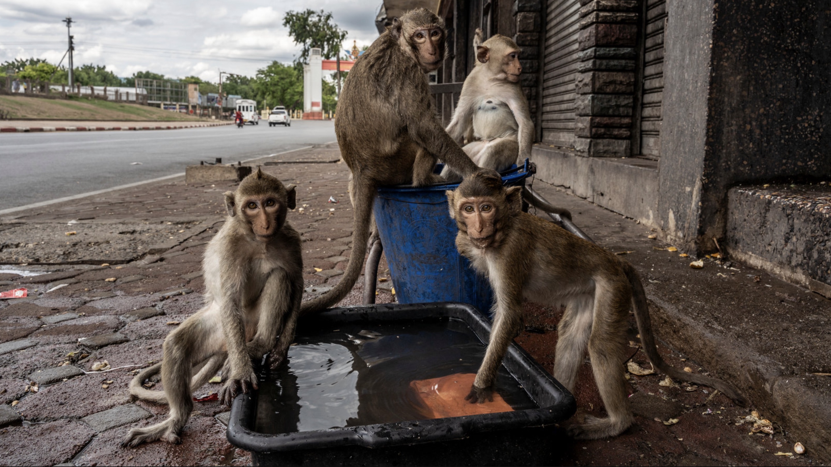 30 Pics Showing The Unstoppable Monkeyfication of Our Cities 